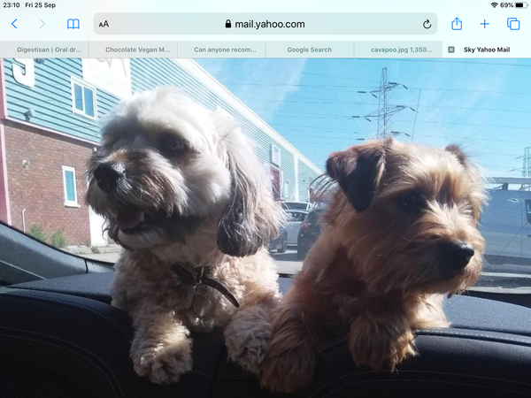 Dogs needing less exercise