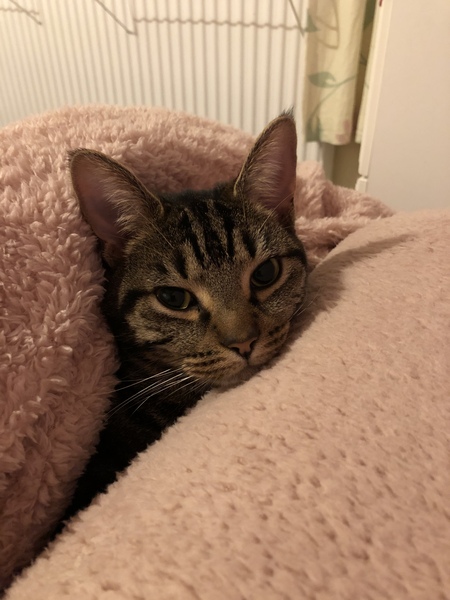 Cat chat thread we've lost count