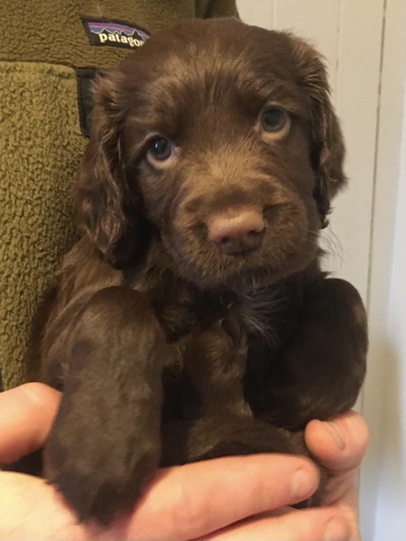 I'm getting a puppy!