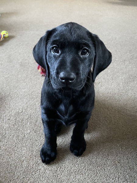 Puppy Survival Thread - January - February