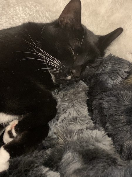 My cats are bone idle