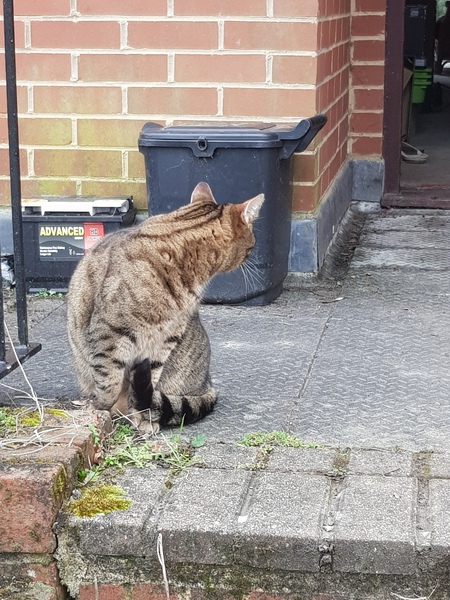 Thug cat part 3.  Unbidden guests are often welcomest when they are gone.