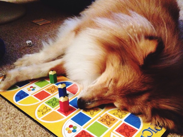 Does anyone own rare native breed dog?