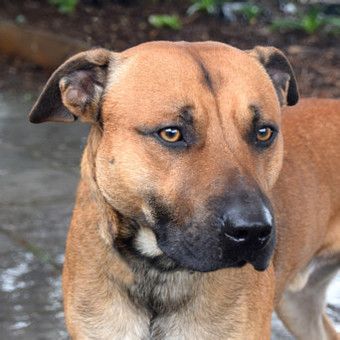 Could you talk to me about your staffies and children?