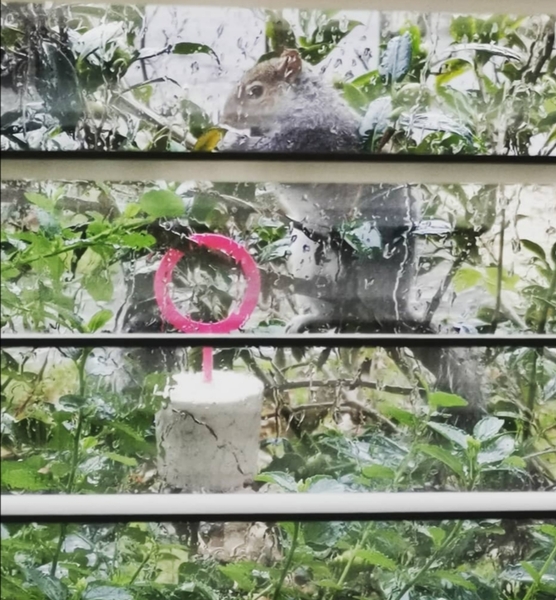 Bloody squirrels