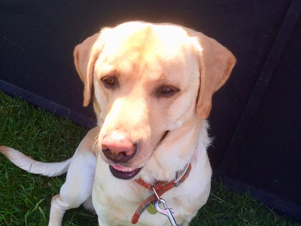 Labradors and their fascination with food
