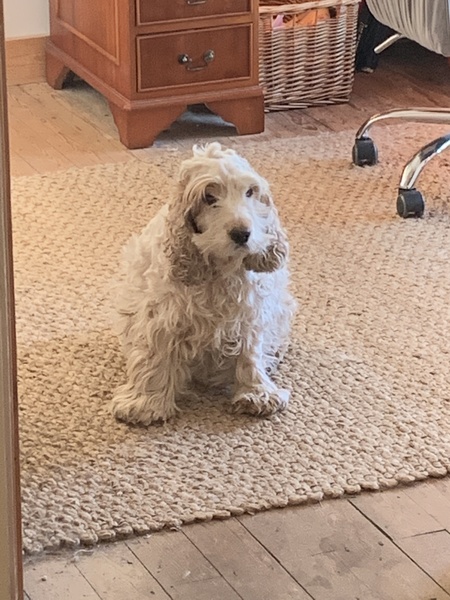 Dogs gone in 2020