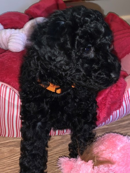Puppy Survival Thread - December