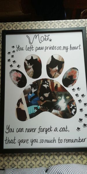 Devastated our cat has died