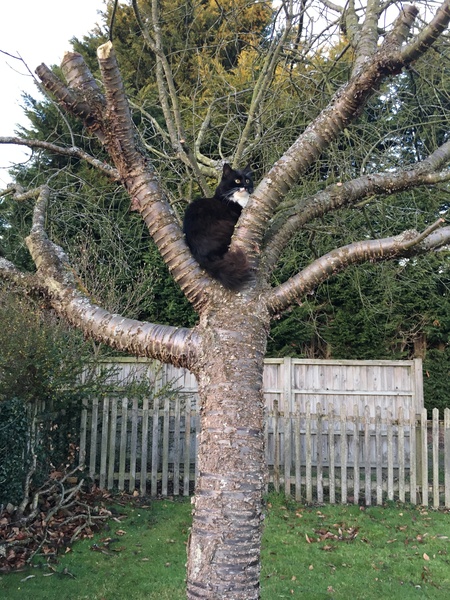 Breed experts - can you help identify this breed/s?