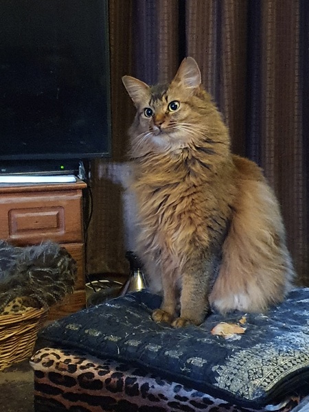 Ragdoll or moggy