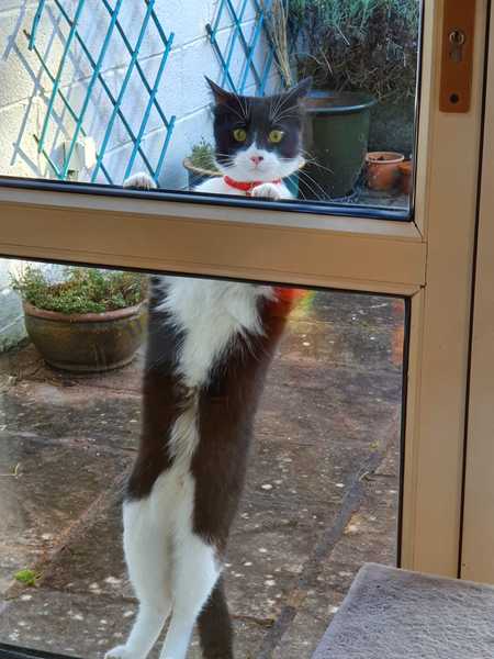 Gratuitous cat pictures please