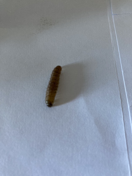 What is this creature I have just found on my kitchen floor?