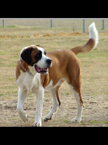 Giant dogs
