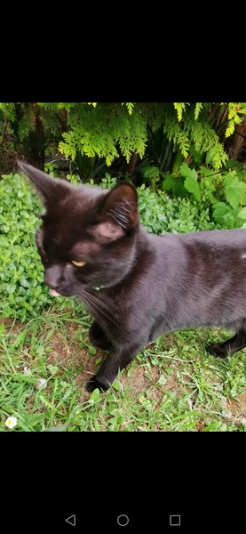 Lost cat, any stories of hope please?