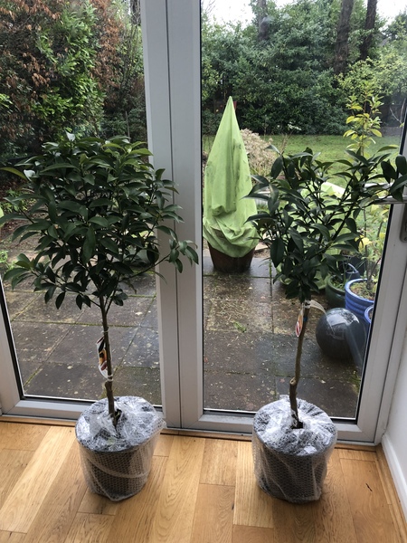 Damaged tree - is it doomed?