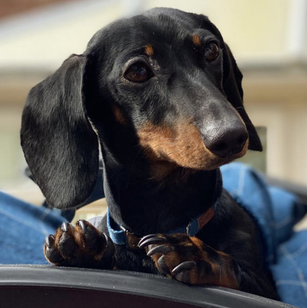 To ask for funny stories about your pets?