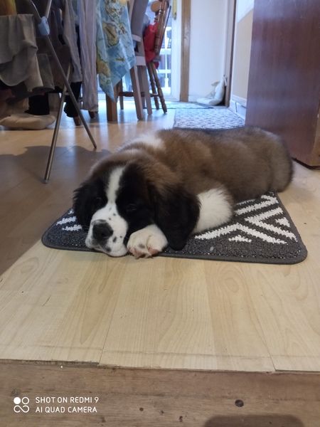 Going round and round trying to figure out best breed for us (family dog)...