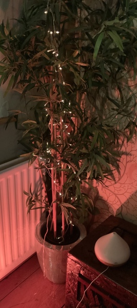 Something sparkly to replace my tree