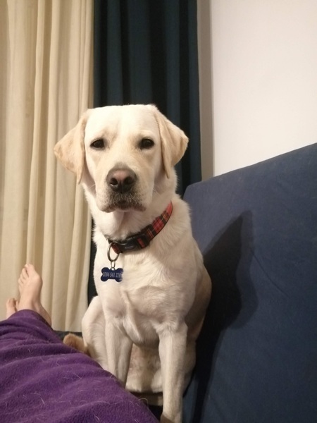 Labradors and their fascination with food