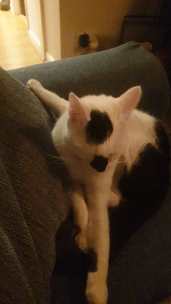 Cat chat thread we've lost count