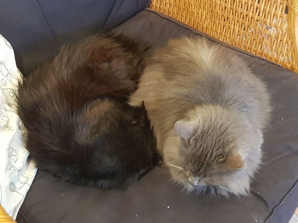 What's your DCat up to today? (Thread 8)