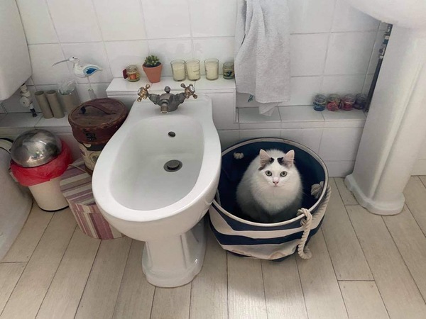 Getting stressed at work. Please send pictures of your dogs and kitties to cheer me up!