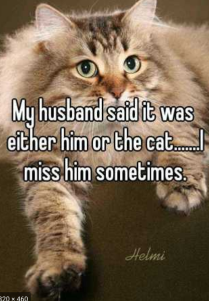 Cat or your partner ?