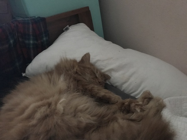 Cat chat thread we've lost count