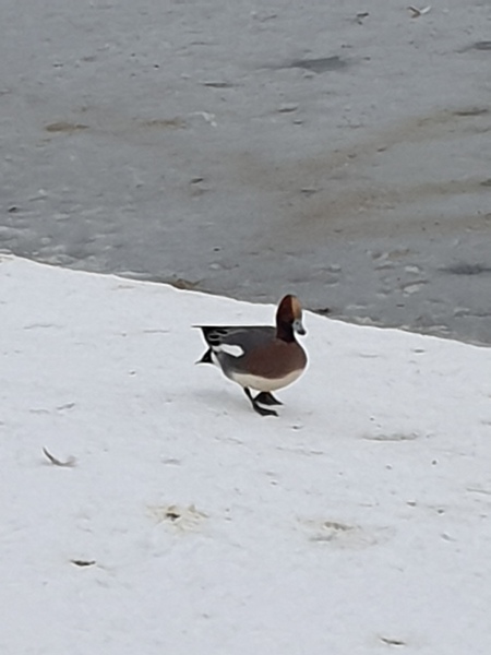 Does anybody know what type of duck this is?