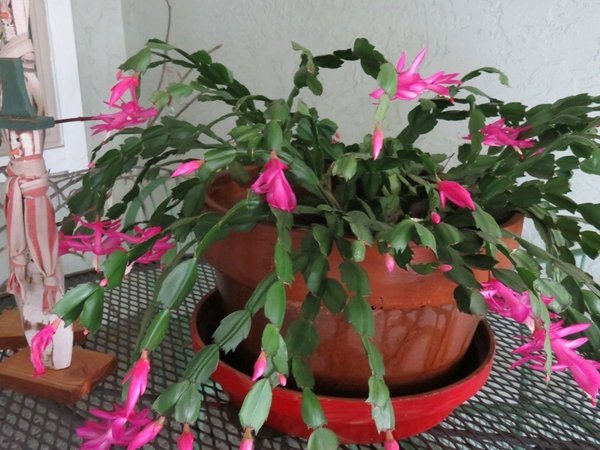 Inexperienced with house plants... is this too ambitious?