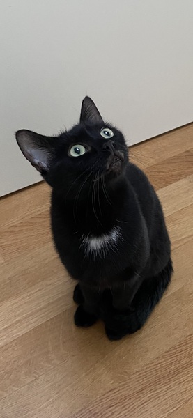 Getting stressed at work. Please send pictures of your dogs and kitties to cheer me up!