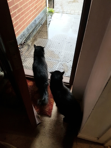 What's your DCat up to today? (Thread 8)