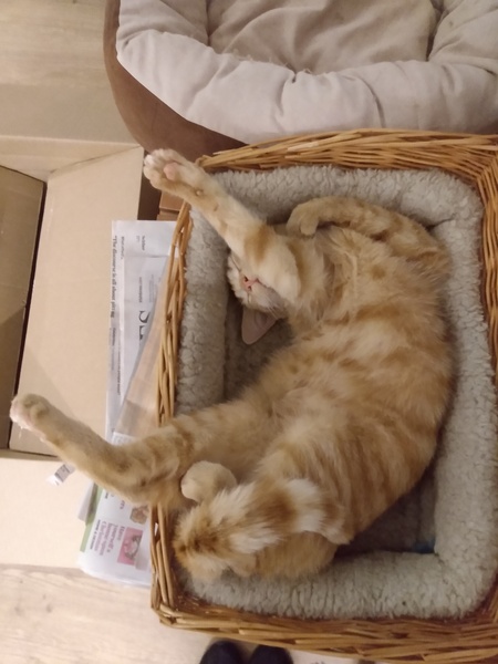 Cat chat thread we've lost count