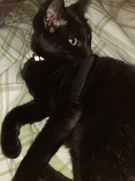 Lost cat, any stories of hope please?