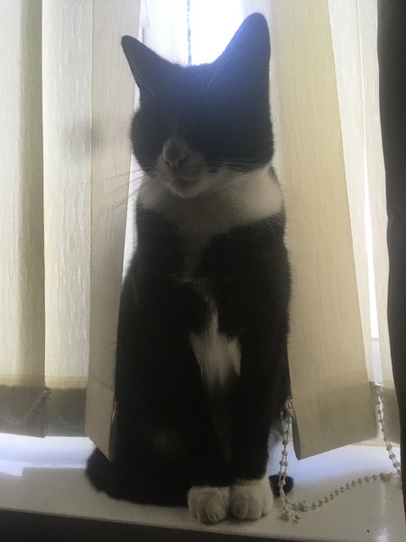 Cat chat thread we've lost count