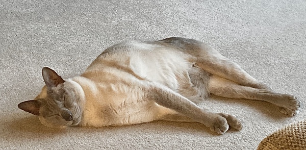 Westminstenders: Move Your Business To The EU