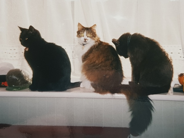 Cat chat thread we've lost count