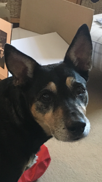Dog PTS tonight - I am devastated