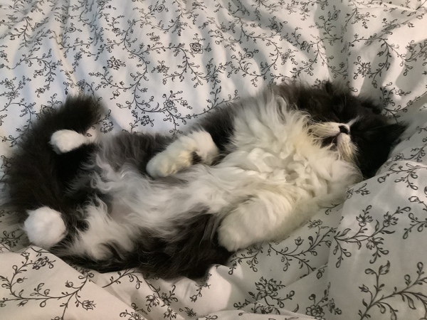 Cat Christmas fatigue