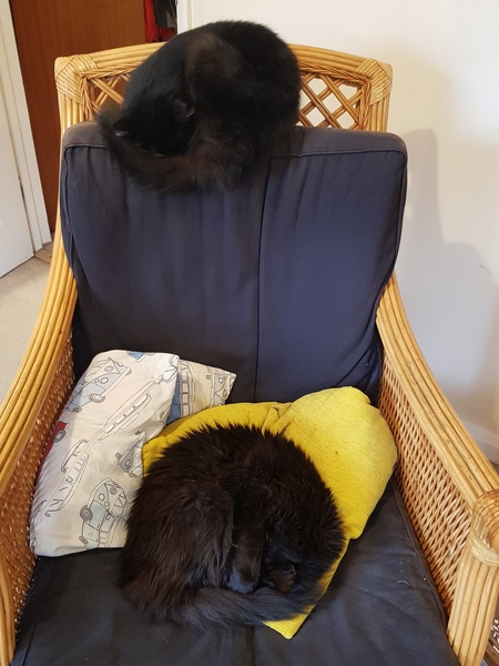 My cats are bone idle