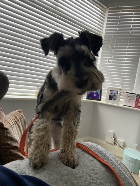 New puppy- name? (with pic)