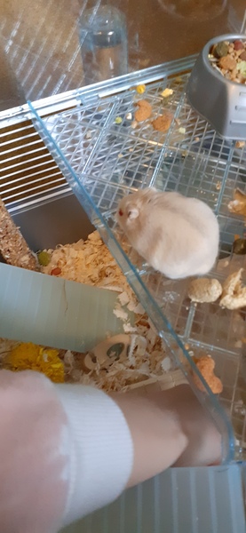 Dwarf hamsters went missing. Found one dead this morning.
