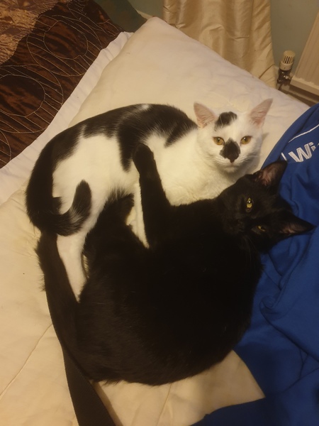 Cat chat thread we've lost count