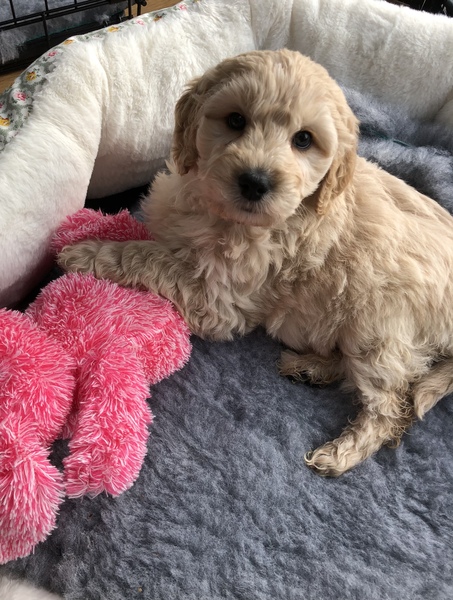 Puppy Survival Thread - December