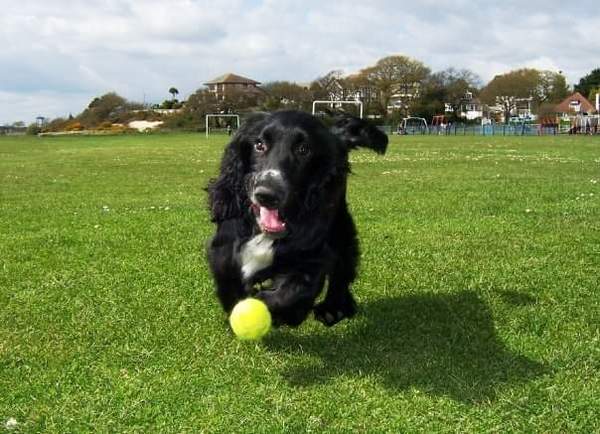 Does anyone own rare native breed dog?