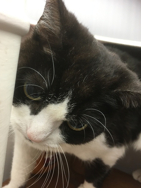How long do cats live for?