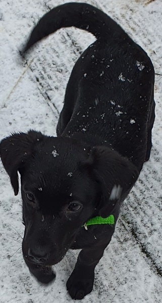 Puppy Survival Thread - January - February