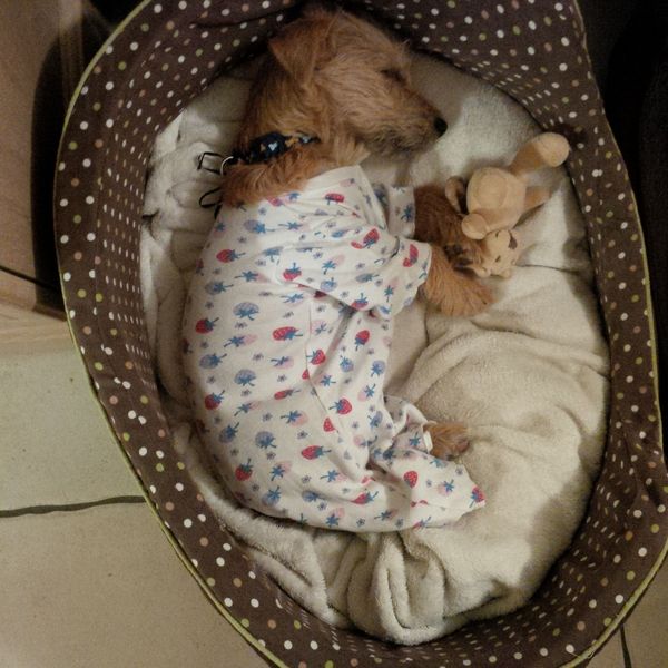 To consider an au pair for my dog?