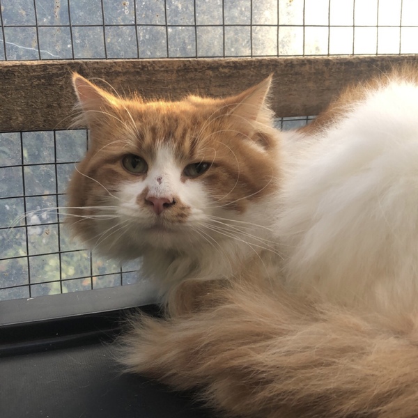 Cat coming home this week!